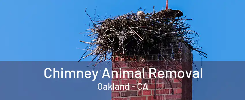 Chimney Animal Removal Oakland - CA