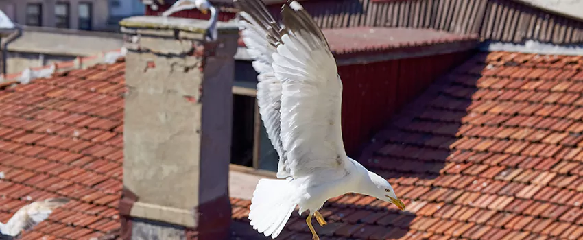 Residential Chimney Animal Removal Solution in Oakland, CA